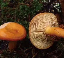 Wenshan Milk Mushroom