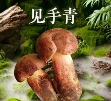 Blue-staining Mushroom