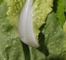 Farmhouse Baby Bok Choy