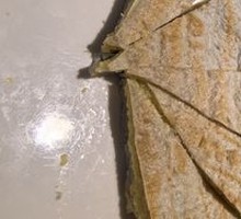 Tibetan Buckwheat Flatbread