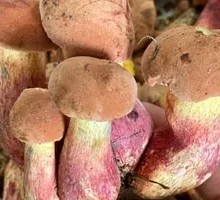 Red Onion Mushroom