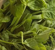 Pea Shoots