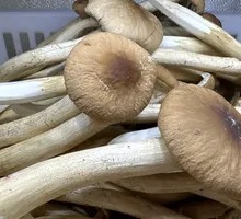 Camphor Tree Mushroom