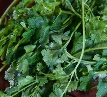 Cilantro