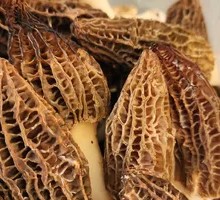 Morel Mushroom