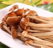 Camphor Tree Mushroom