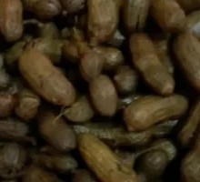 Signature Shelled Peanuts