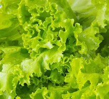 Lettuce