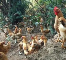 Homestyle Free-range Chicken