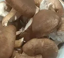 Shiitake Mushroom