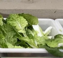 Bok choy