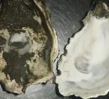 Grilled Oysters