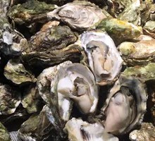 Steamed Oysters