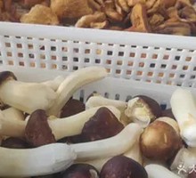 Morel Mushroom