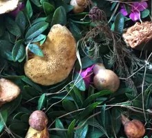 More Than Ten Wild Mushrooms