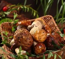 Delicious Chanterelle