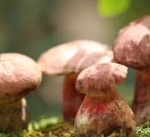 Blue-staining Mushroom