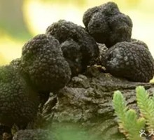 Black Truffle