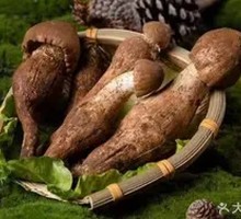 Chicken Mushroom