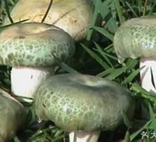 Green-headed Mushroom