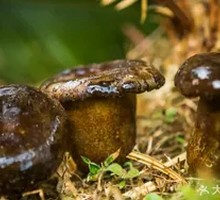 Black Boletus