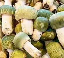 Green-headed Mushroom
