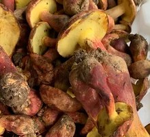 Wild Mushrooms