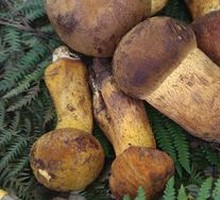 Wild Mushrooms