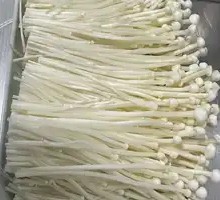 Enoki Mushroom