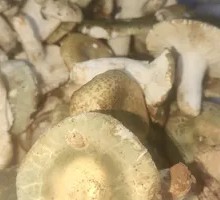 Green-headed Mushroom