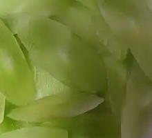 Farmhouse Green Bamboo Shoots