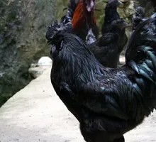 Black-Boned Chicken