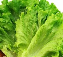 Lettuce