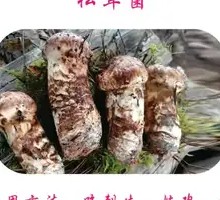 Songrong Mushroom