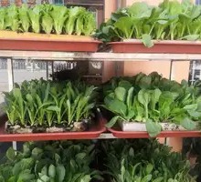 Organic Seasonal Vegetables