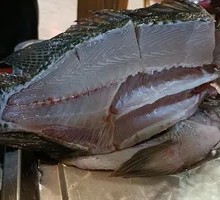 Freshly Caught Tilapia