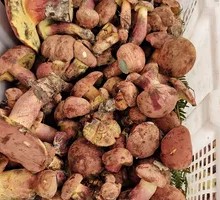 Wild Mountain Mushroom