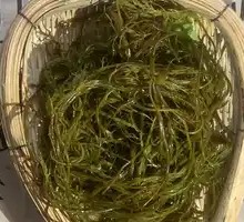 Bamboo Shoot Firecracker