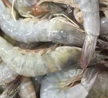 Green Shrimp