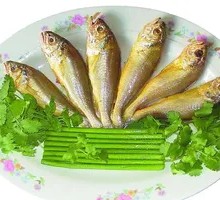 Yellow Croaker