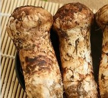 Mustard Mushrooms