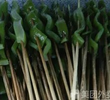 Sea lettuce