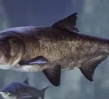 Deep-water Bighead Carp