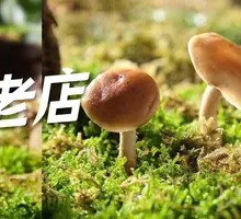 Wild Mushrooms