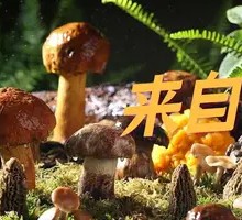 Chanterelle