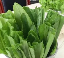 Oilseed lettuce