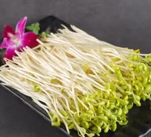 Well Water Bean Sprouts