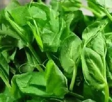 Bean Sprout Greens