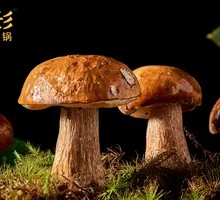 Yellow Chanterelle