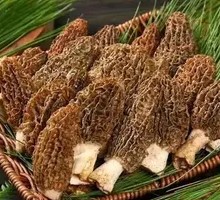 Morel Mushroom